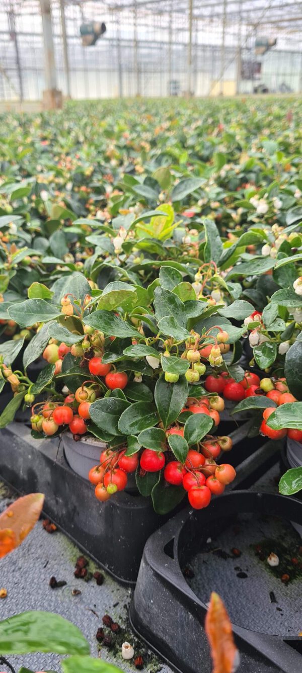 Gaultheria vol met bessen van sept tot febr