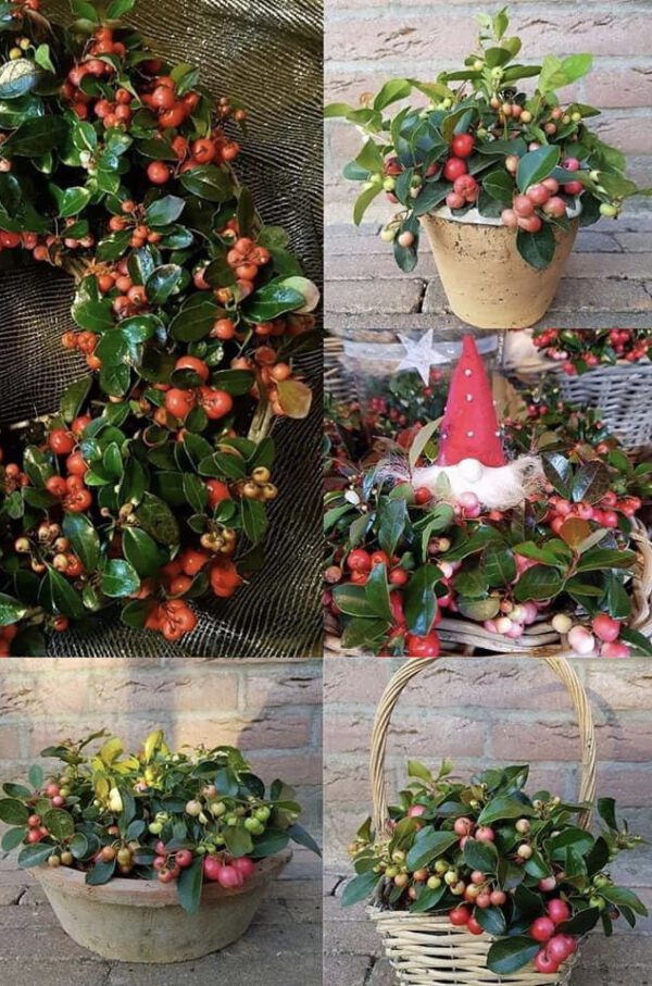 Gaultheria vol met bessen van sept tot febr