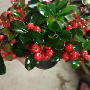 Gaultheria procumbens Oftewel Bergthee, een groenblijvend plantje die overal kan staan,van zon tot schaduw.