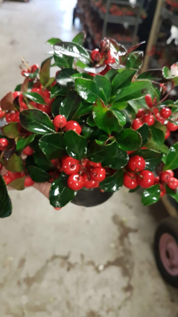 Gaultheria procumbens Oftewel Bergthee, een groenblijvend plantje die overal kan staan,van zon tot schaduw.