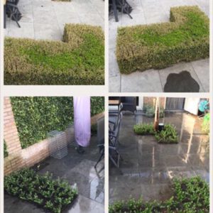 Van Buxusmot naar super Ilex tuintje