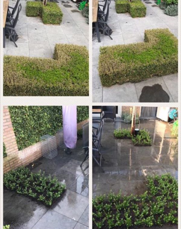 Van Buxusmot naar super Ilex tuintje