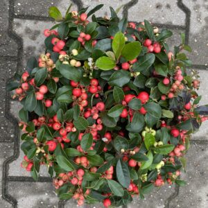 Gaultheria - bergthee in diverse grootte verkrijgbaar