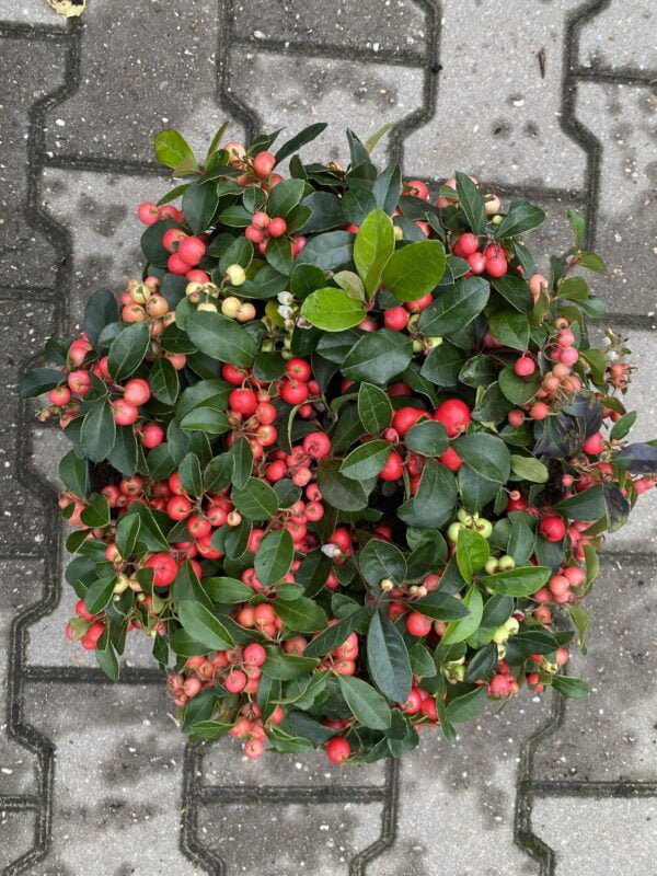 Gaultheria - bergthee in diverse grootte verkrijgbaar