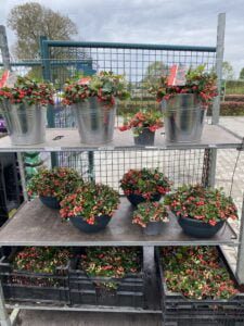 Gaultheria - bergthee in diverse grootte verkrijgbaar