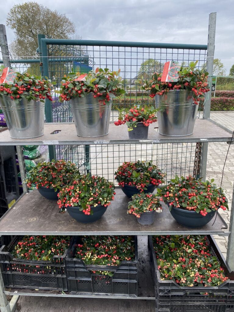 Gaultheria - bergthee in diverse grootte verkrijgbaar 