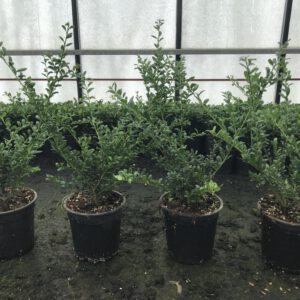 Ilex crenata Convexa 30/50 cm hoog Nu voor Actieprijs