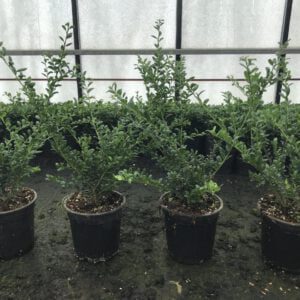Ilex crenata Convexa 30/50 cm hoog Nu voor Actieprijs