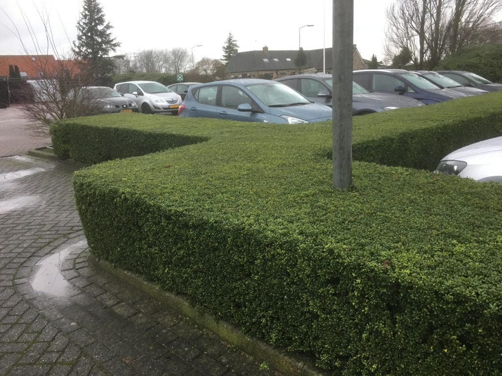 Ilex Convexa voor strakke hagen verkrijgbaar bij buxuskoning.nl