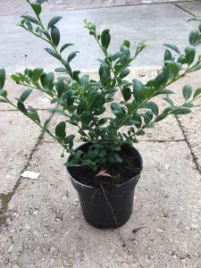 Ilex crenata Convexa uit eigen kwekerij 10-15 tot 30-35 cm