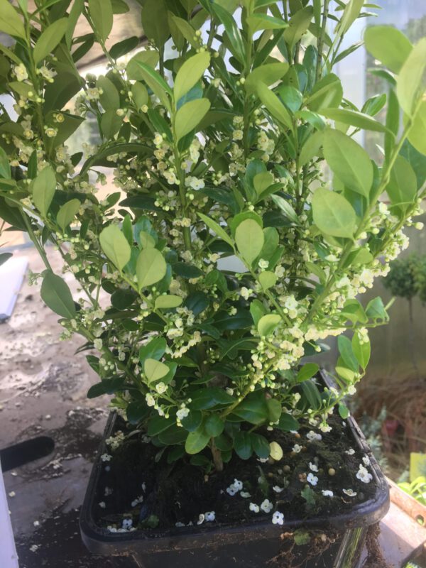 Grote volle potten verkrijgbaar met 6/7 planten per pot
