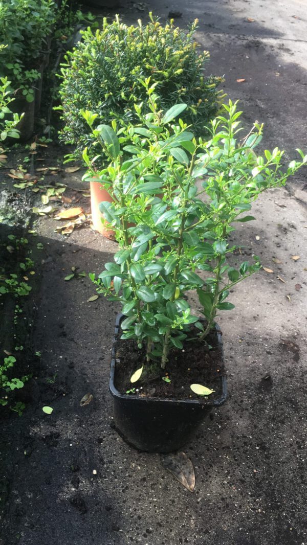Ilex crenata 30-40 cm hoog, in 2 liter pot met 4-6 planten