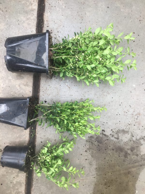 3 x ILEX crenata Caroline Upright , 30/35 20/25 en 15/25 cm