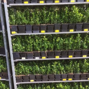 25-35 cm hoog met 4 planten in 1 pot