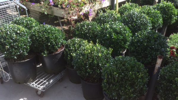 ILEX crenata Caroline Upright is een van de mooiste ilex soorten..