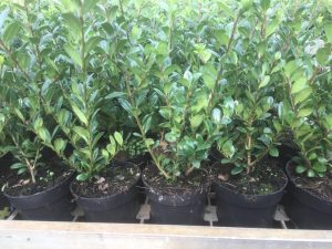 ILEX crenata "Caroline Upright de allermooiste buxusvervanger