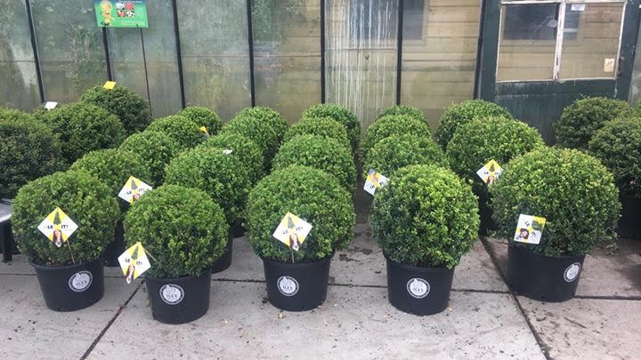 ILEX crenata Dark Green in diverse maten verkrijgbaar.
