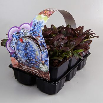 Ajuga reptans chocolate Chip een donker bladig groenblijvende bodembedekker