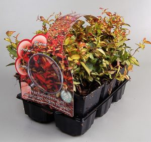 Sixpack vaste tuinplanten concept Buxuskoning, veel soorten per 6 verpakt , nu van 11,95 voor 8,95