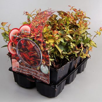 Sixpack vaste tuinplanten concept Buxuskoning, veel soorten per 6 verpakt , nu van 11,95 voor 8,95