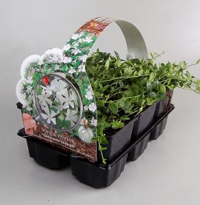 Groenblijvende vaste planten met kwantum korting