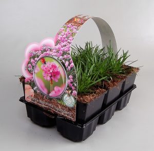 Engels gras blijft nog steeds een topper in u tuin, groenblijvend en vroeg in bloei