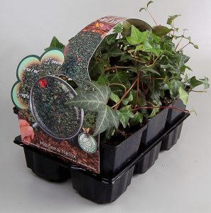 six-pack plattensee , per 6 goedkoper