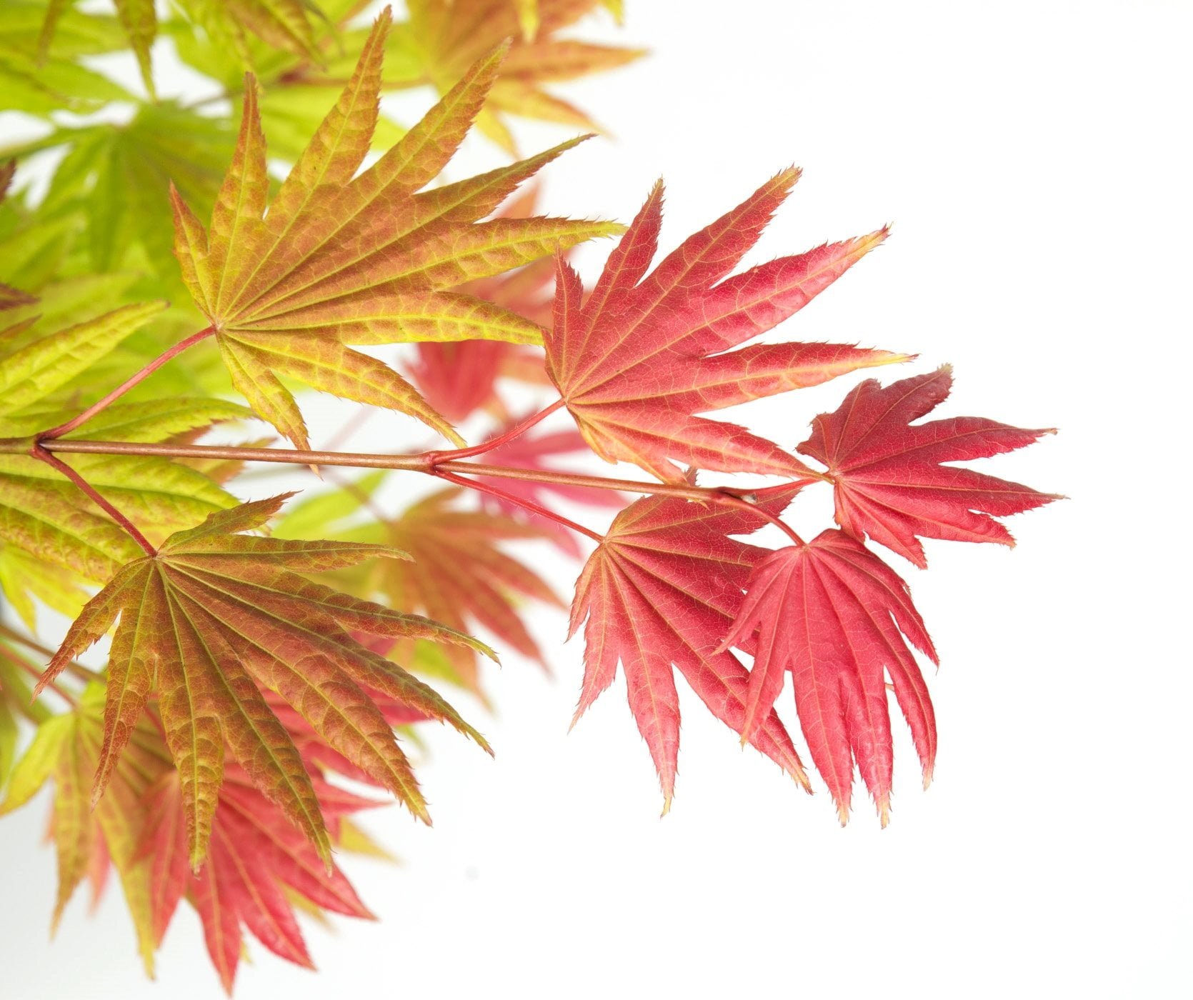 Acer shirasawanum 'Moonrise'- japanse esdoorn - Afbeelding 5