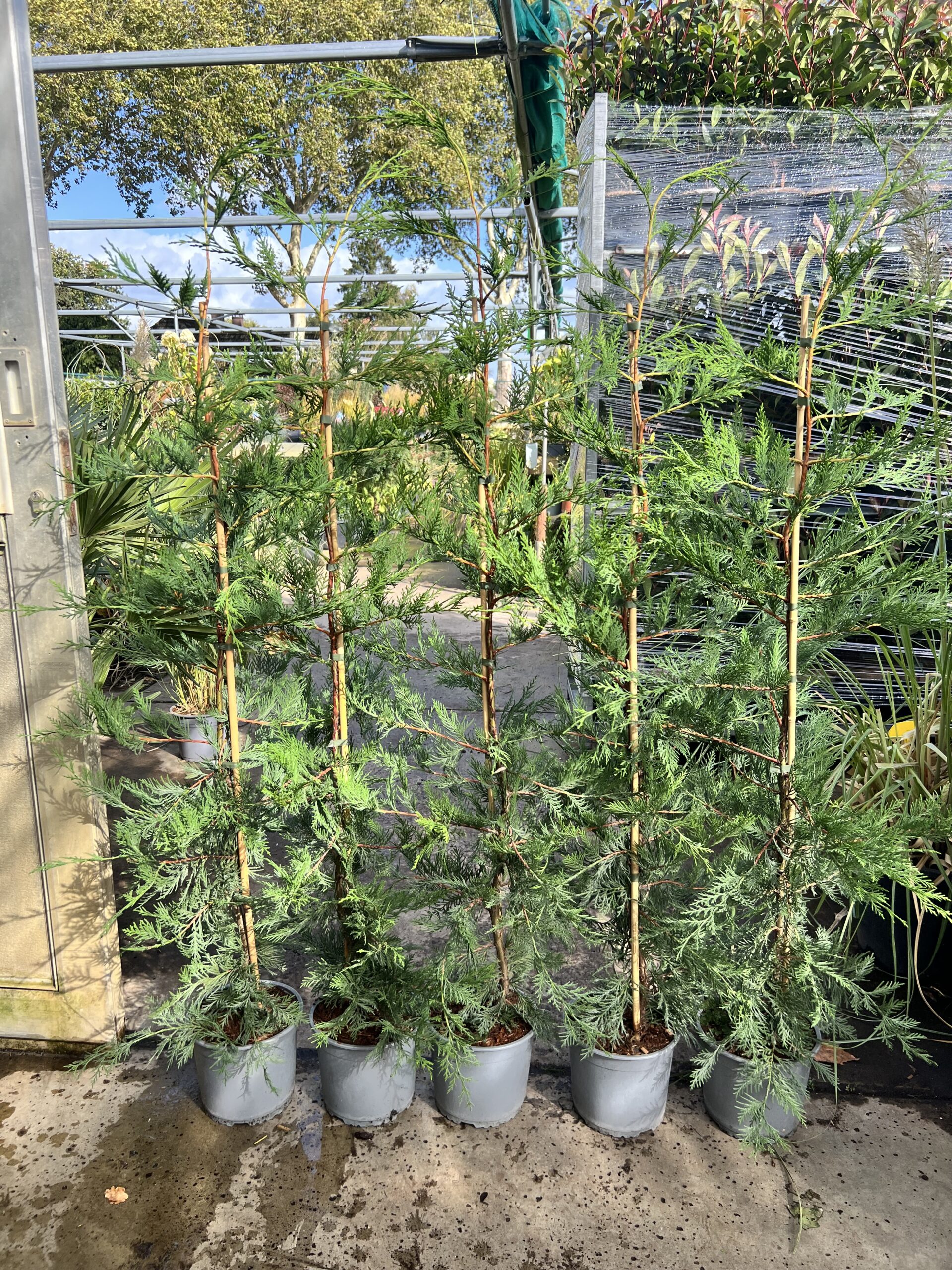 Cupressocyparis leylandii - snelst groeiende conifeer