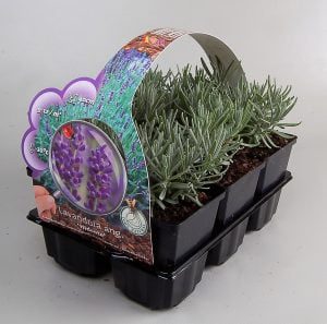 Groenblijvende vaste planten met kwantum korting