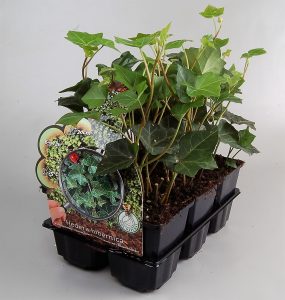 Hedera 10/40 cm in 9 cm pot