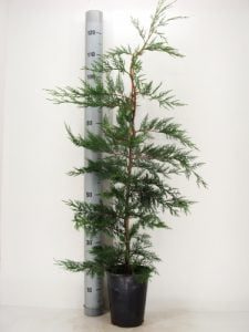 Cupressocyparis Leylandii in diverse lengte in pot