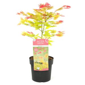 Acer shirasawanum 'Moonrise' is een kleurrijk juweeltje van kwekerij Buxuskoning