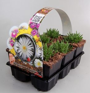 Delosperma aberdeense groenblijvende bodembedekker en rotsplant