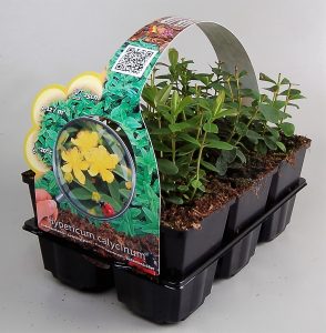 Sixpack vaste tuinplanten concept Buxuskoning, veel soorten per 6 verpakt , nu van 11,95 voor 8,95