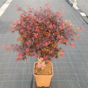 Acer palmatum Shaina , één van de mooiste Acers die we verkopen.