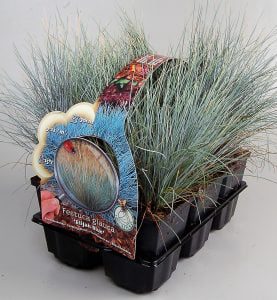 six-pack festuca glauca glauca 'Elija Bleu' met mooie foto en beschrijving