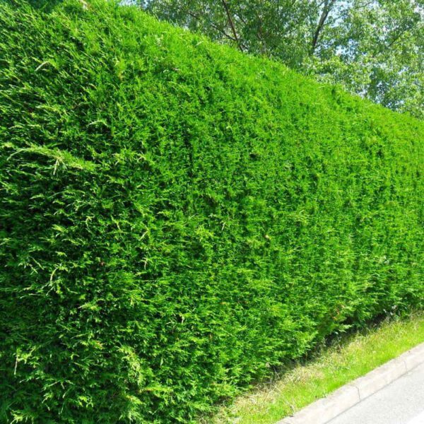 Cupressocyparis leylandii geeft mooie volle dichte hagen, indien u in het begin regelmatig snoeit, 2x per jaar.