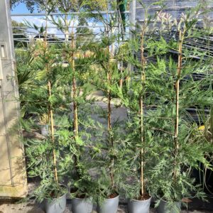 Cupressocyparis leylandii - snelst groeiende conifeer