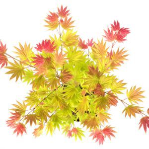 Acer   shirasawanum 'Moonrise'- japanse esdoorn