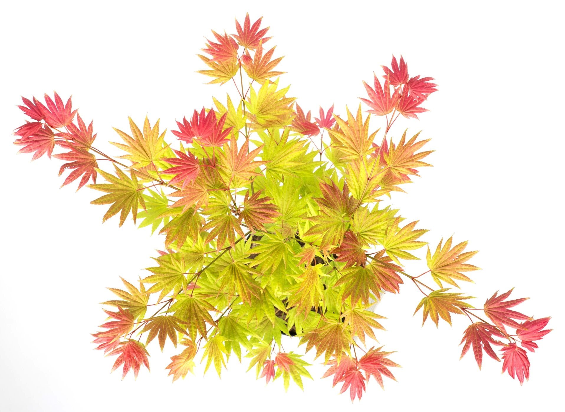 Acer shirasawanum 'Moonrise'- japanse esdoorn