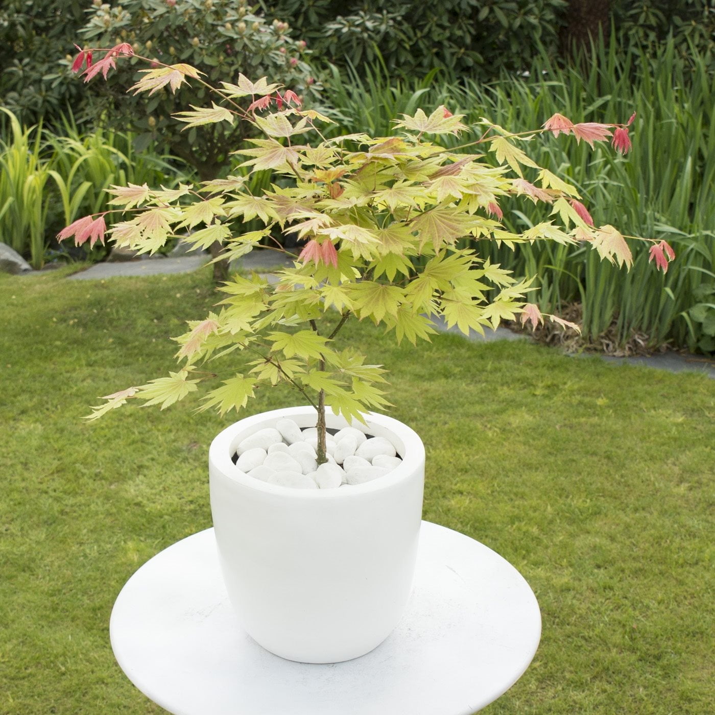 Acer shirasawanum 'Moonrise'- japanse esdoorn - Afbeelding 3