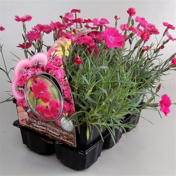Dianthus gratianopolitanus 'Dianturi Twinkle' een nieuw anjer soort ook in six-pqck te koop