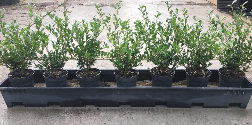 Ilex Crenata ‘’Luxus Globe’’ zeer geschikt als kleine haag en vakken vuller,