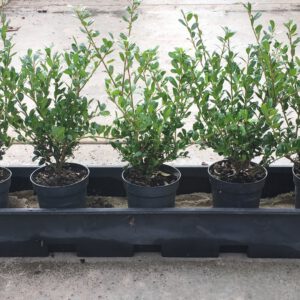 Ilex Crenata ‘’Luxus Globe’’ zeer geschikt als kleine haag en vakken vuller,