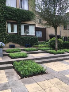 ILEX crenata ‘’Luxus Globe’’ de nr 1 in vakken vullen en lage hagen. Bij tevreden klant in Velp bij Arnhem ILEX crenata ‘’Luxus Globe’’ de nr 1 in vakken vullen en lage hagen.