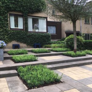 ILEX crenata ‘’Luxus Globe’’ de nr 1 in vakken vullen en lage hagen. Bij tevreden klant in Velp bij Arnhem ILEX crenata ‘’Luxus Globe’’ de nr 1 in vakken vullen en lage hagen.