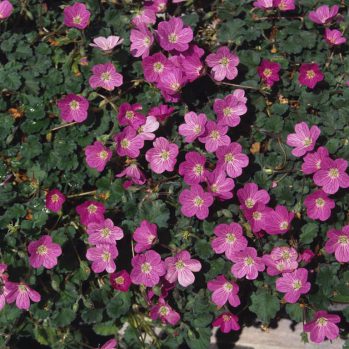 Erodium is een laag en groenblijvend rosé bloemig plantje