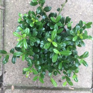 Ilex crenata LUXUS globe, geeft mooie strakke bolletjes