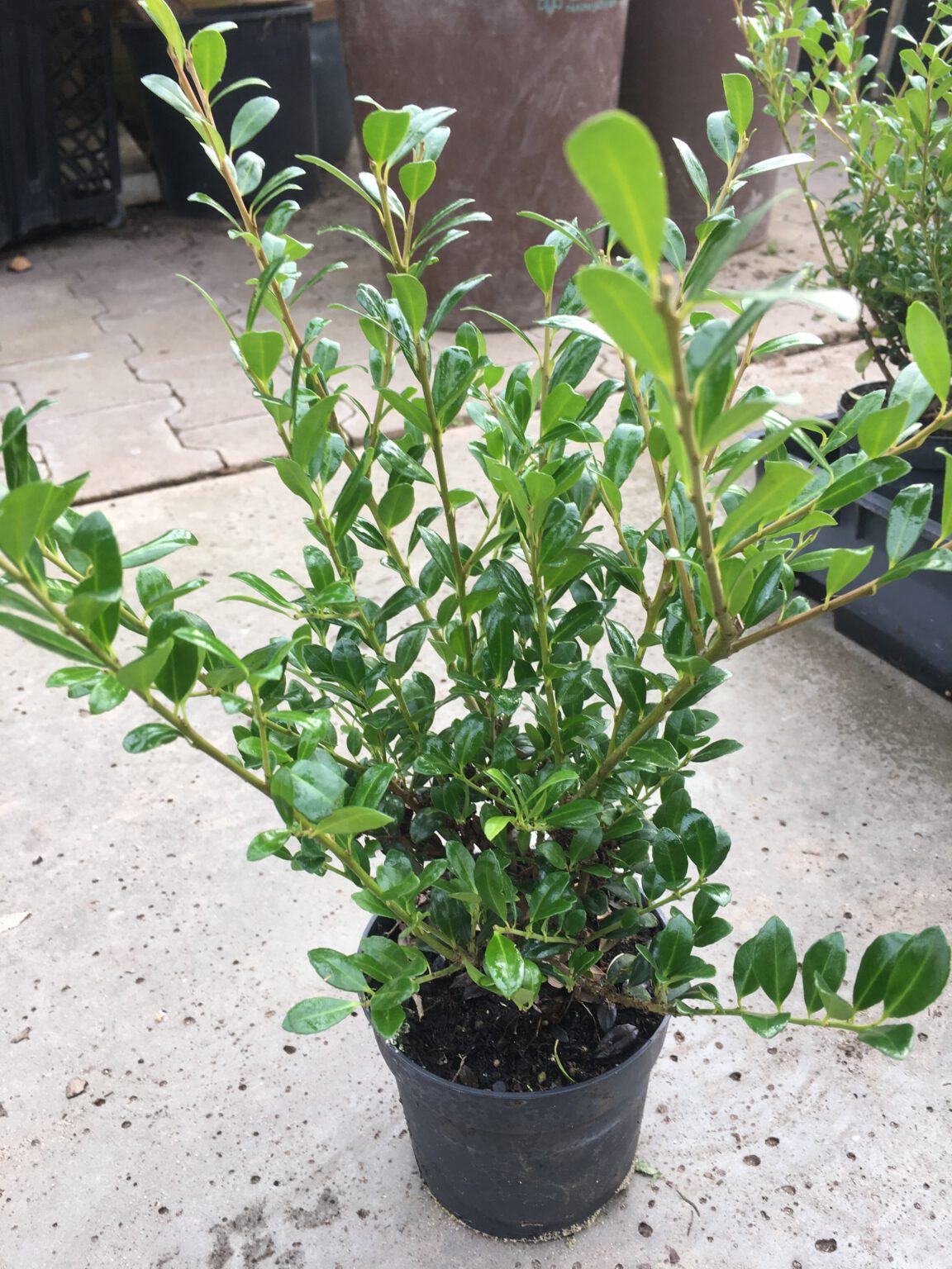 Ilex Crenata 'LUXUS Globe' — Agrifoglio Nano Sempreverde, Pianta In Vaso Per Esterni, Forma Sferica Naturale